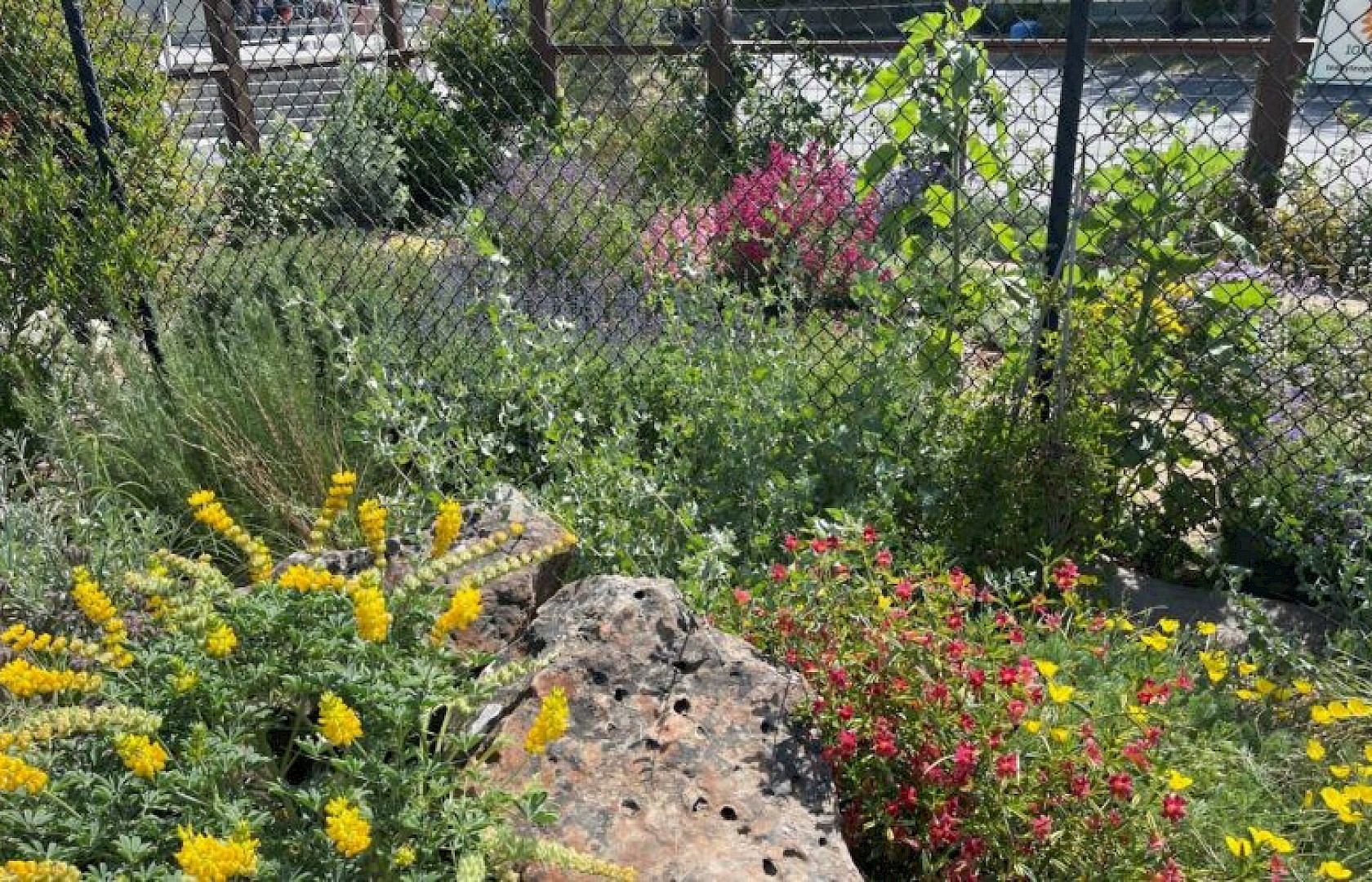 Neil Cummins Native Habitat Eco Friendly Garden Tour Corte Madera Neil Cummins Native Habitat Eco Friendly Garden Tour Corte Madera
